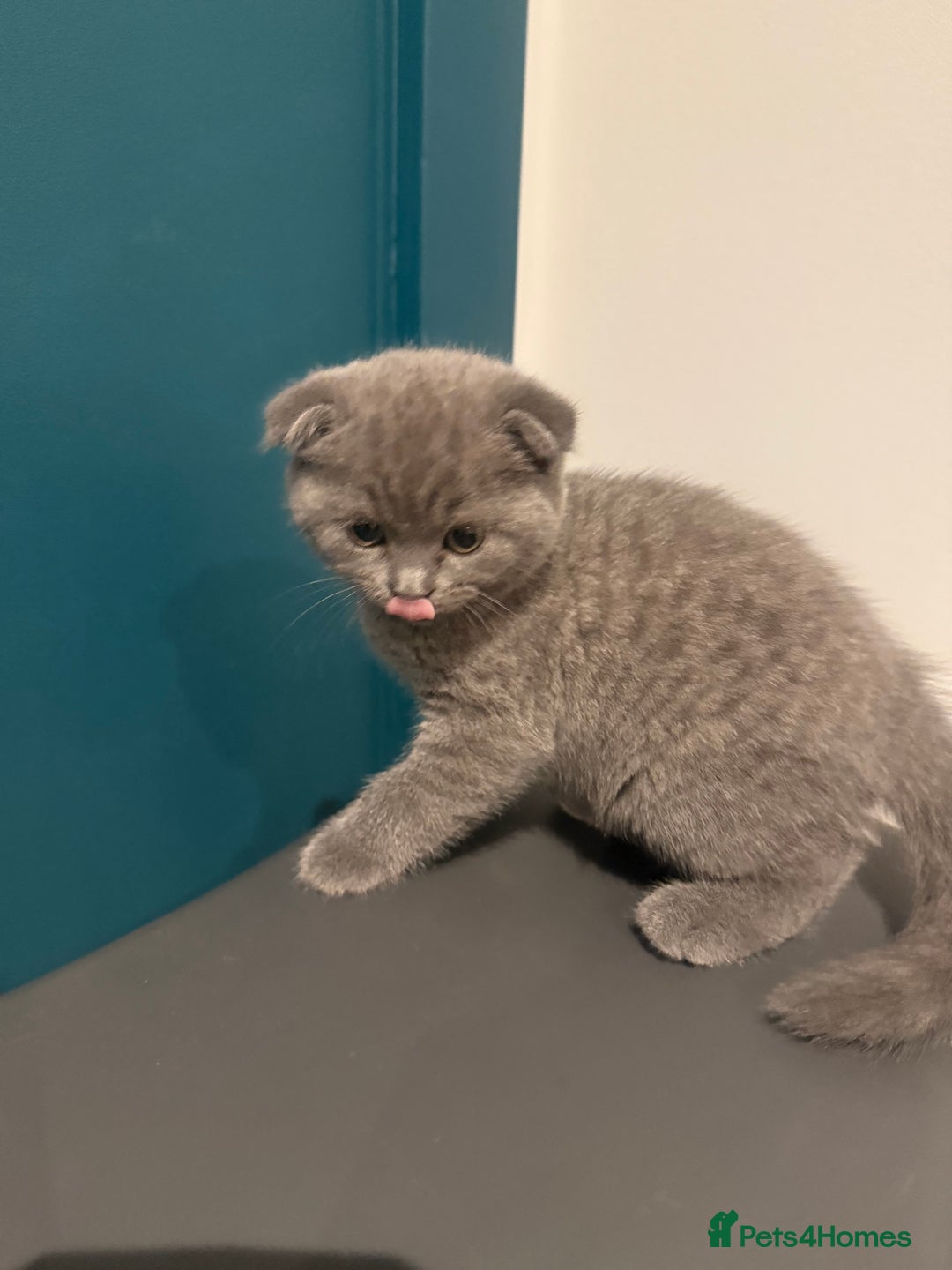 Scottish Fold cats for sale: Scottish Fold Kittens  - Image 16