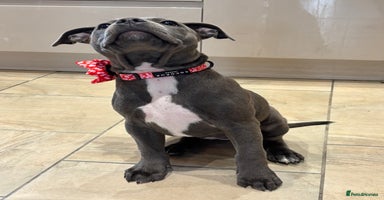 Staffordshire Bull Terrier dogs - Advert 1
