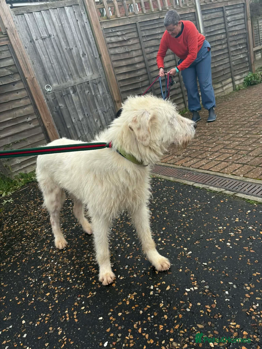 Mixed Breed dogs for adoption: Peter - Norwich Norfolk  in Norwich - Advert 13