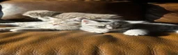 Scottish Fold cats for sale: ✨ Beautiful TICA babies Fold & Straight ✨  - Advert 7