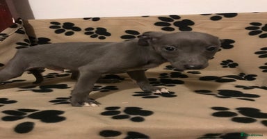 Whippet dogs Blue boys  - Advert 2