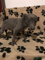 Whippet dogs Blue boys - Advert 2