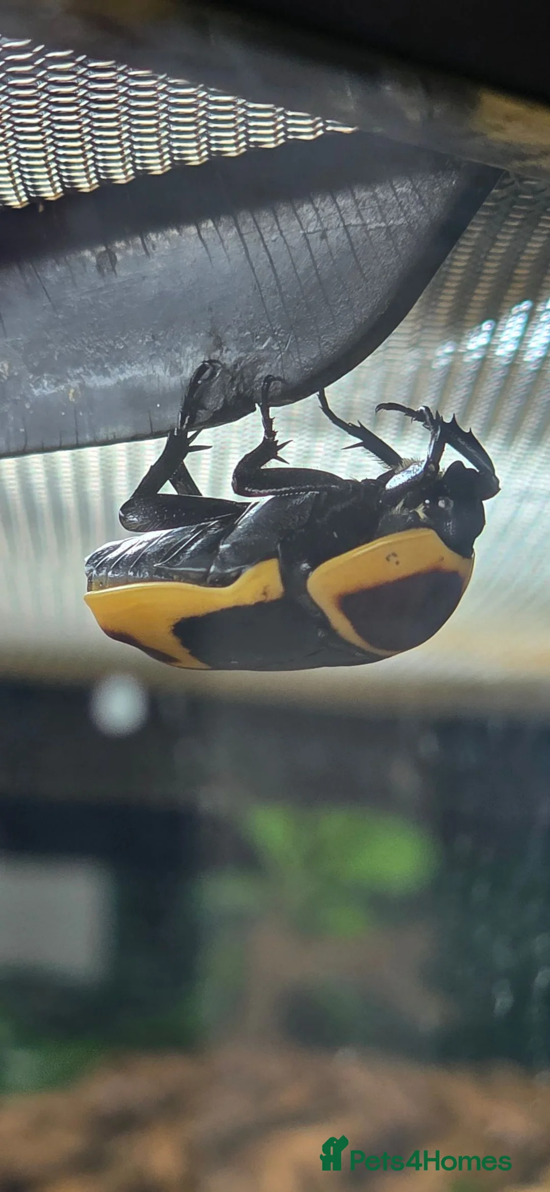 Beetles invertebrates for sale: Pachnoda sun beetles, question marks and hissers in Rhayader - Advert 2