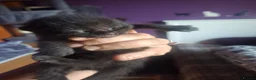Mixed Breed cats for sale: 10 stunning kittens - Advert 4