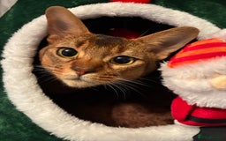 Abyssinian cats for sale: Abyssinian kitten looking for his new forever home - Advert 11