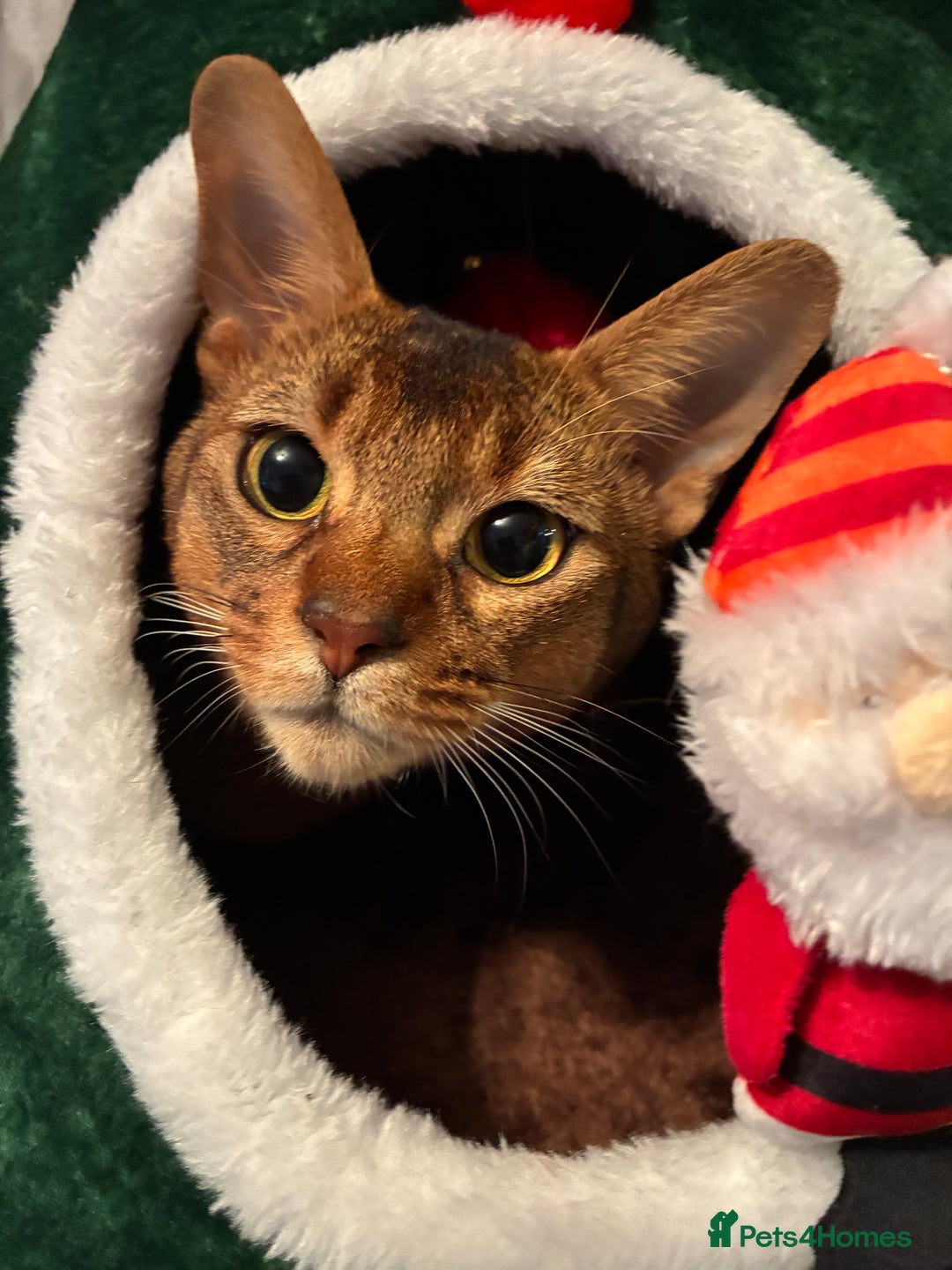 Abyssinian cats for sale: Abyssinian kitten looking for his new forever home - Advert 11