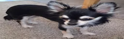 Chihuahua dogs for sale: Small Chihuahua - Advert 2