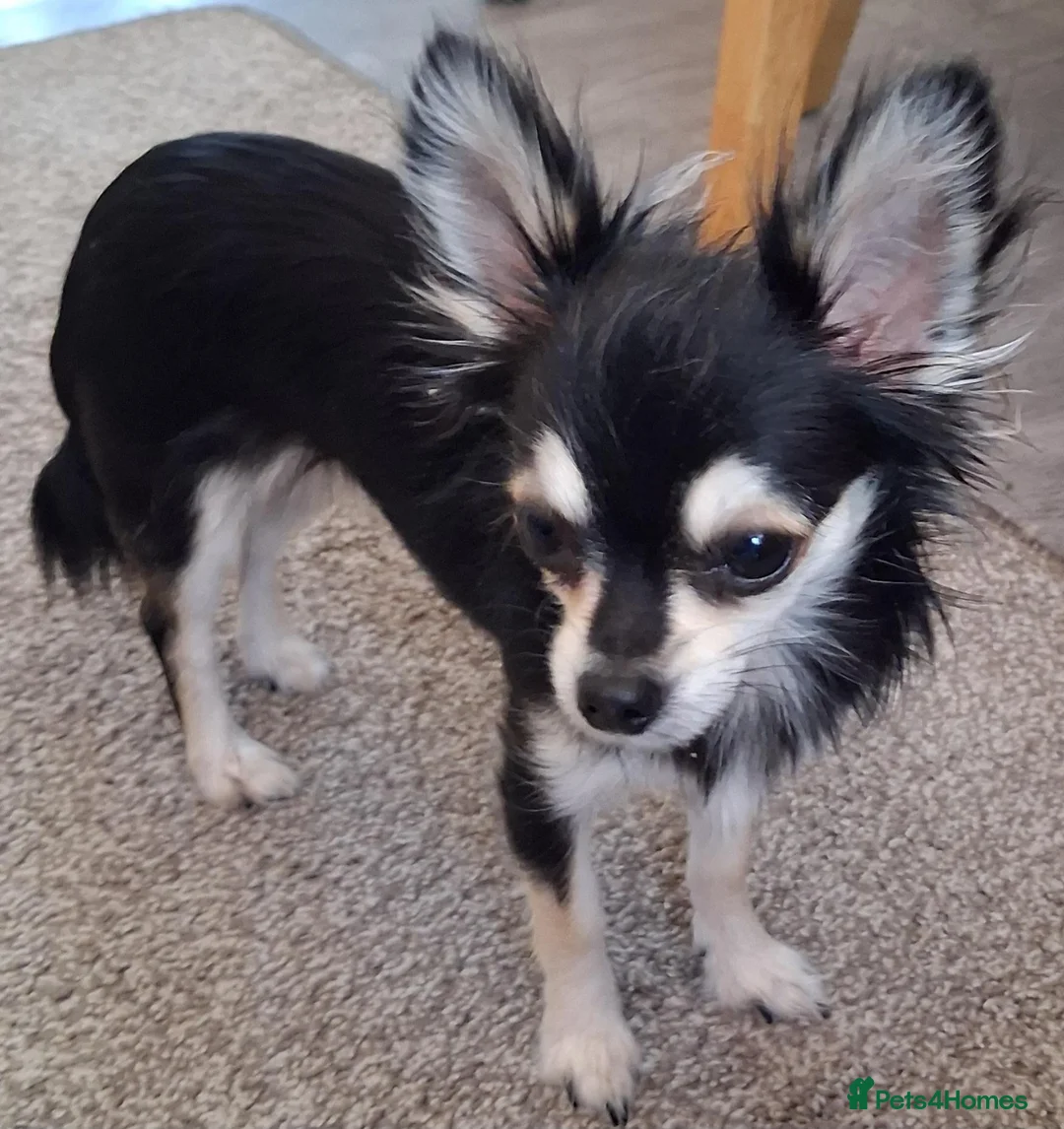 Chihuahua dogs for sale: Small Chihuahua - Advert 2