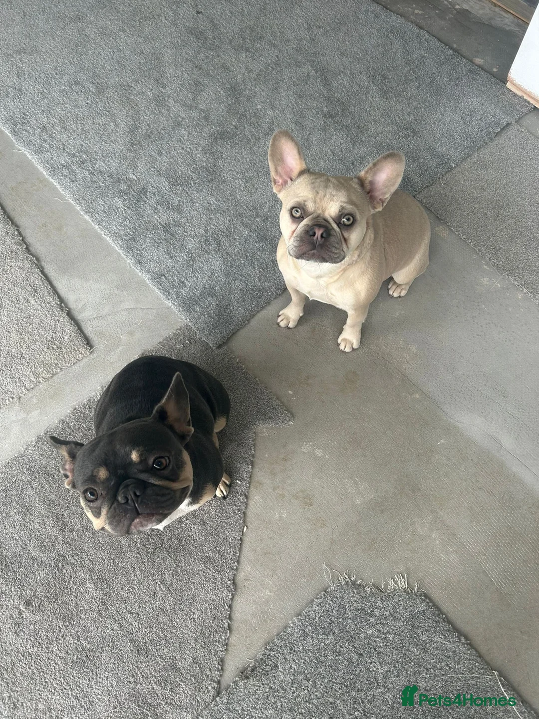 French Bulldog dogs for sale: Two French bulldogs in St. Neots - Advert 2