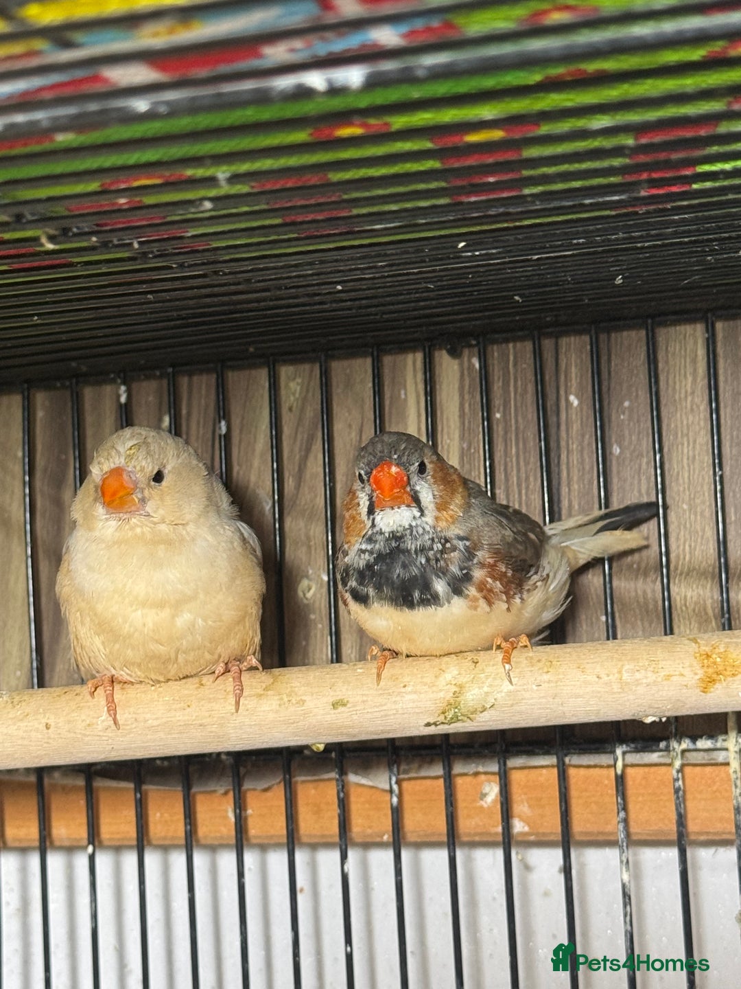 Finches birds for sale: Zebra Finches . - Advert 3