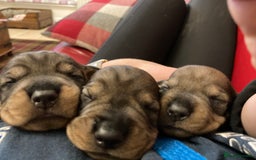 Dachshund dogs for sale: Gorgeous Wirehair Dachsund Pups - Image 4