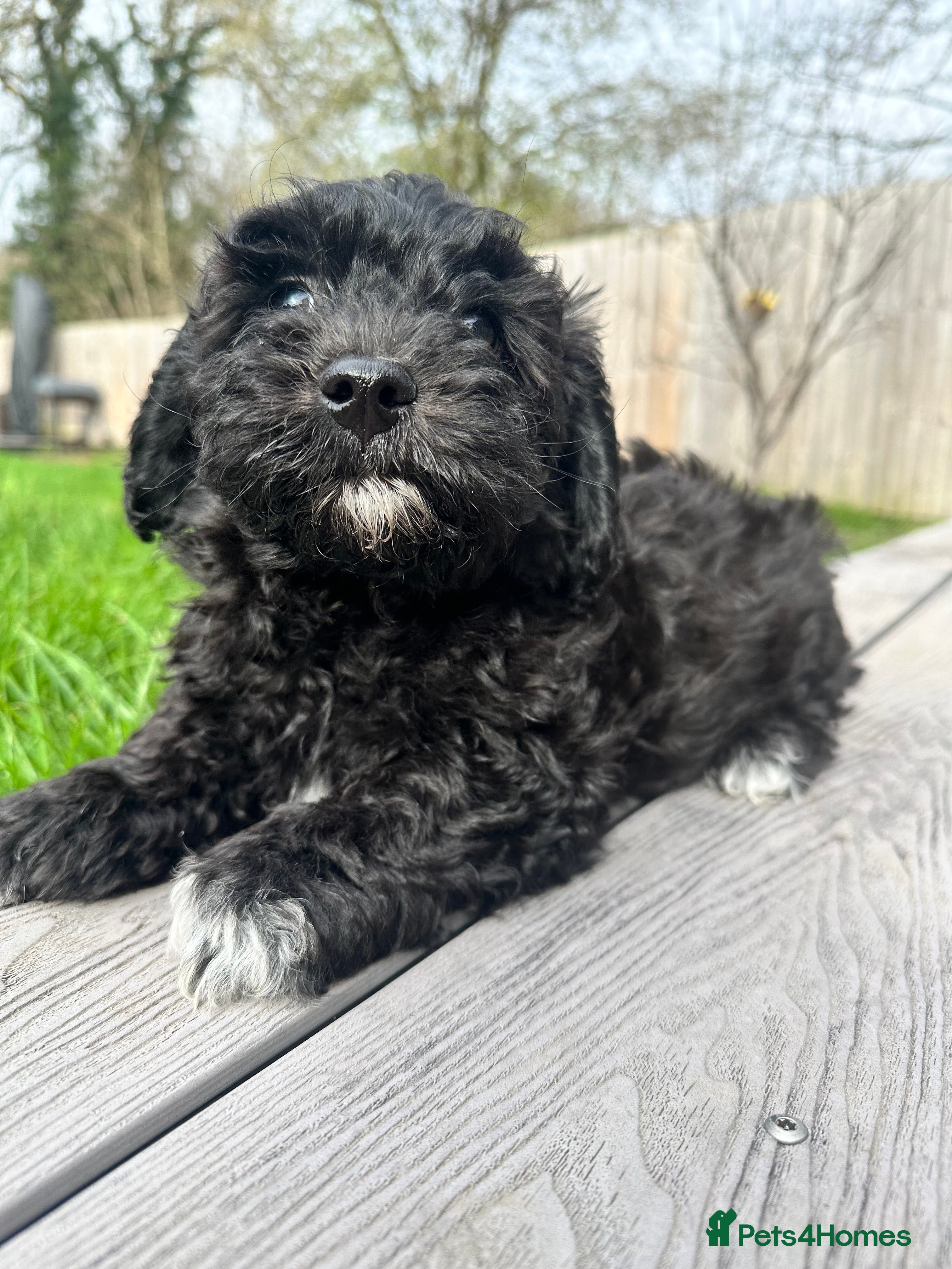 Poochon dogs Ready now- 1 boy left black/brown  - Advert 4