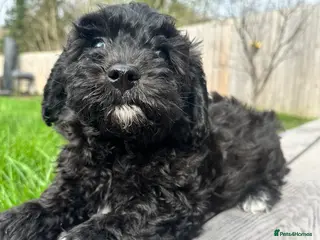 Poochon dogs Ready now- 1 boy left black/brown - Advert 2