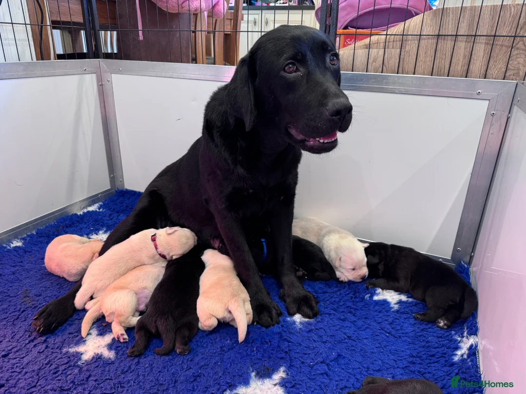 Labrador Retriever dogs for sale: Quality KC Registered Labrador Retriever Puppies - Advert 8