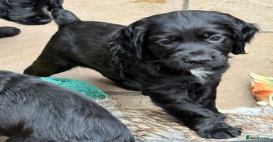 Cocker Spaniel dogs - Advert 7