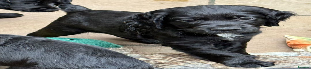 Black cocker spaniel dog with white stripe on chest