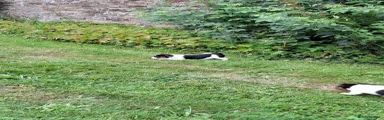 Jack Russell 3