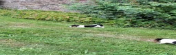 Jack Russell dogs for sale: Jack Russell pups  - Advert 3
