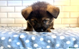 German Shepherd dogs for sale: KC Registered German Shepard Babies 🐾🐾🐾 - Image 7