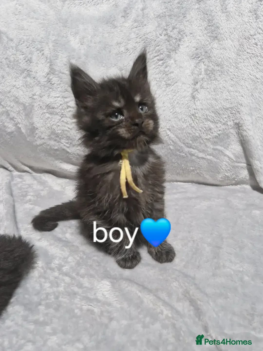 Maine Coon cats for sale: Beautiful Maine Coon Kittens available  - Advert 4