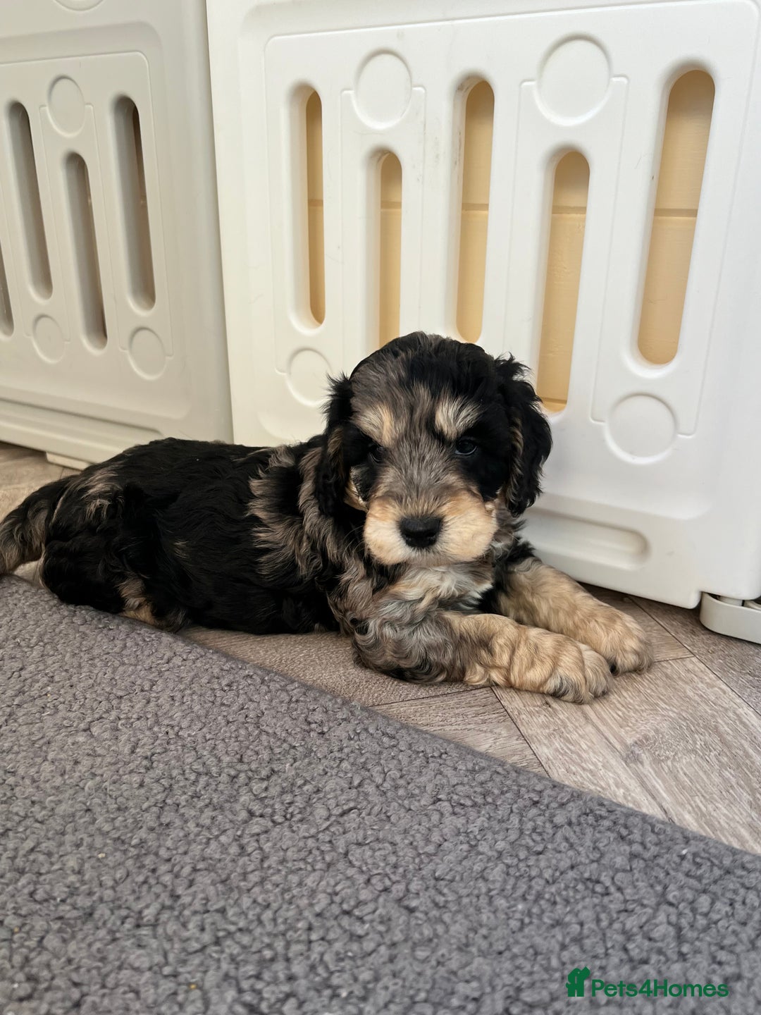 Cockapoo dogs for sale: F1 Cockapoo puppies  - Image 6