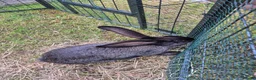 Continental Giant rabbits for sale: Giant Continental Rabbit  in Falkirk - Advert 9