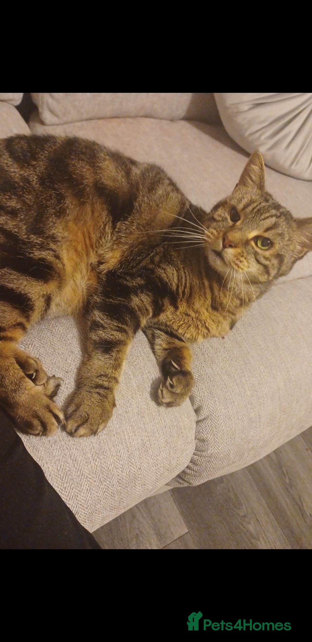 British Shorthair cats for sale: Marmite  - Advert 1