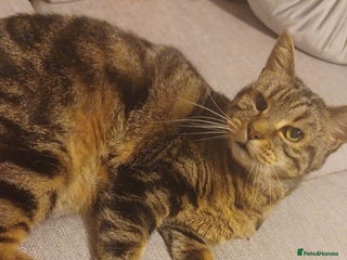 British Shorthair cats Marmite - Advert 1