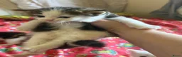 Mixed Breed cats for sale: 4 healthy kittens ready in the next upcoming weeks - Advert 13