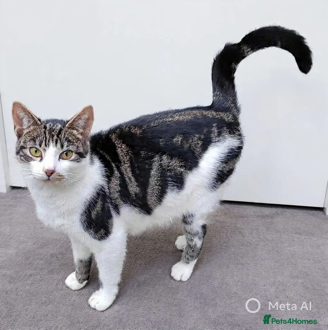 Mixed Breed cats for sale: Kittens for sale - Advert 2