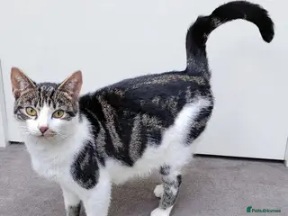 Mixed Breed cats Kittens for sale - Advert 15