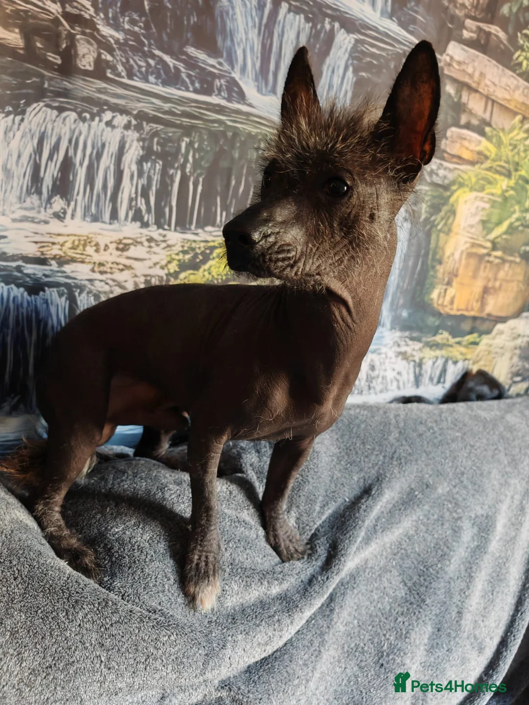 Mexican Hairless dogs for stud: Mr Zoro for stud - Advert 1