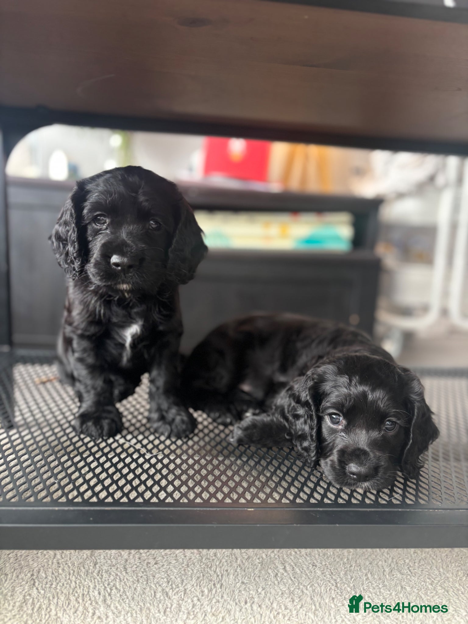 Cocker Spaniel dogs Beautiful Working Cocker Spaniel Puppies–KC Sired - Advert 9