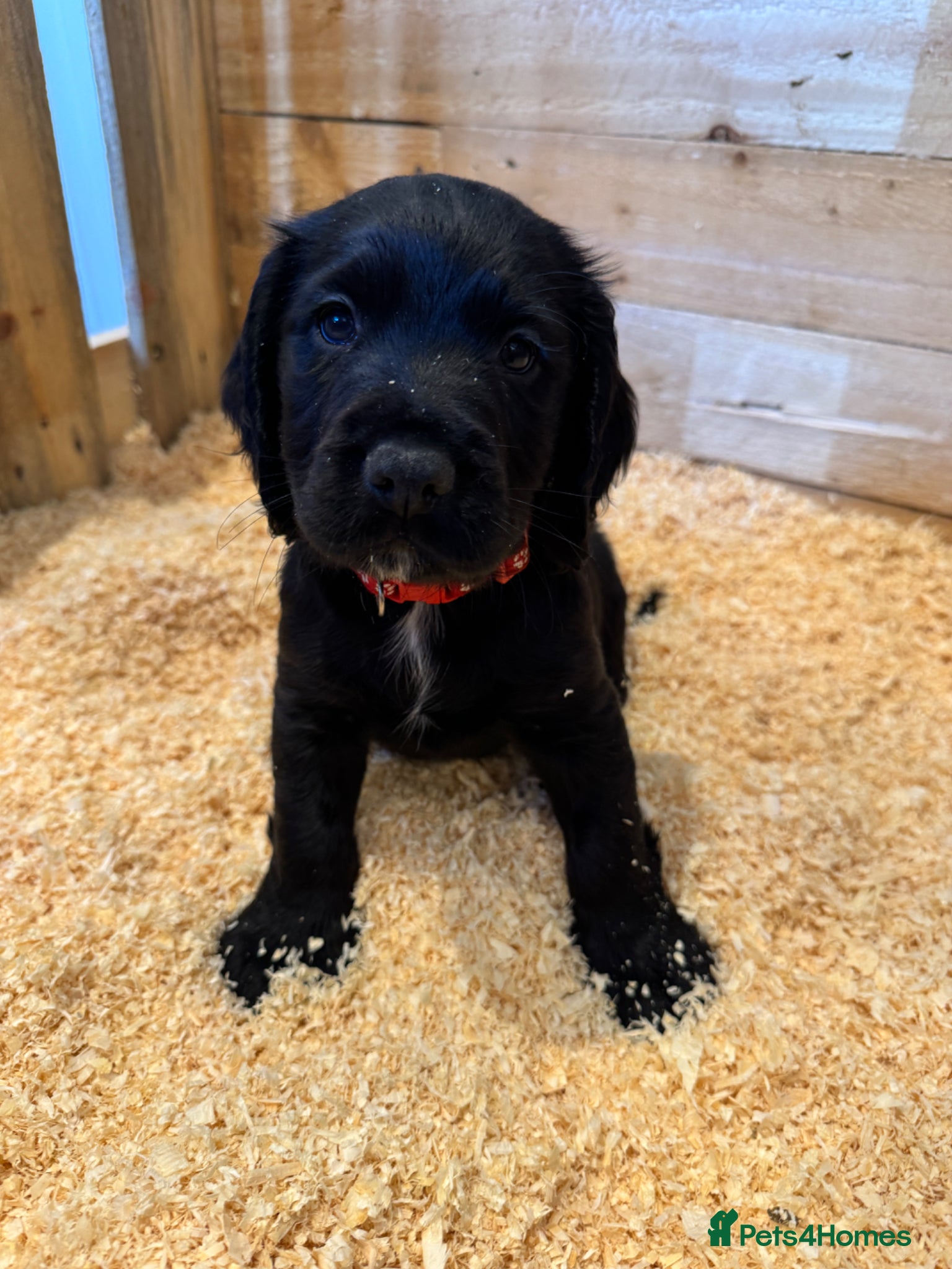 Sprocker dogs **Only 2 boys left** Joyful Sprockers for Sale - Advert 11