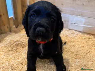 Sprocker dogs **Only 2 boys left** Joyful Sprockers for Sale - Advert 1
