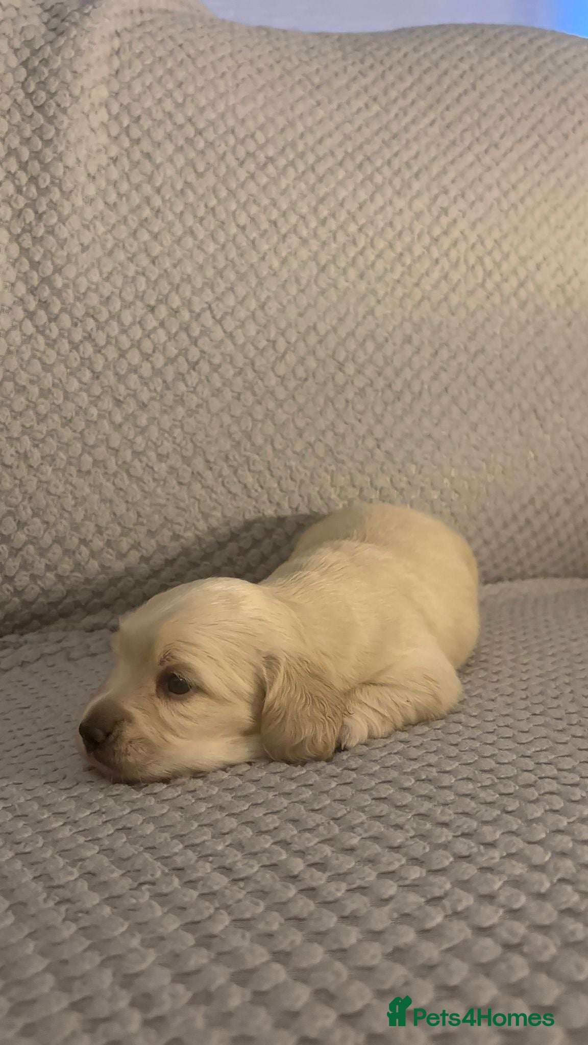 Miniature Dachshund dogs Gorgeous Long haired dachshund pups  - Advert 8