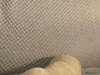 Miniature Dachshund dogs Gorgeous Long haired dachshund pups - Advert 8