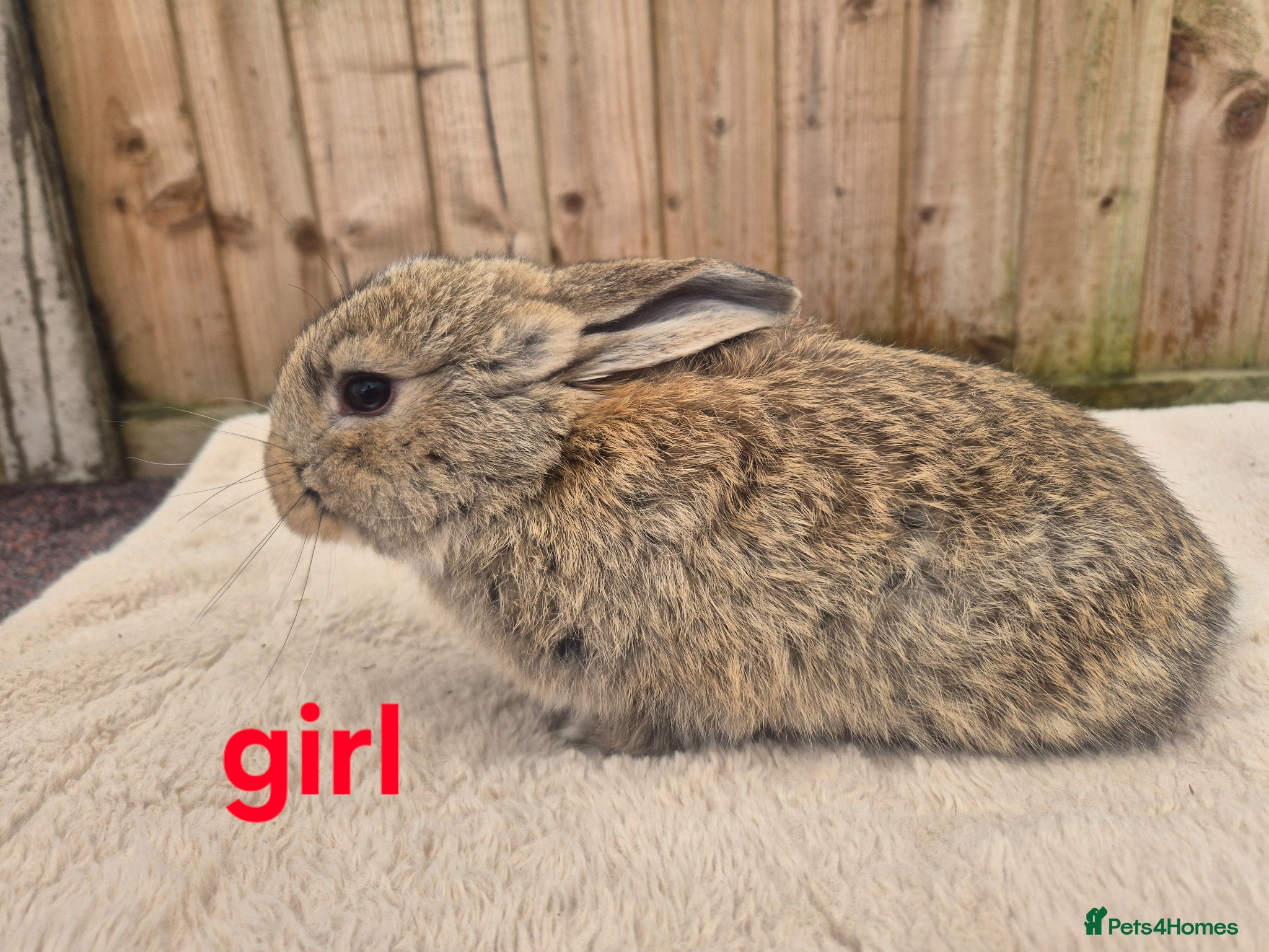 Mini Lop rabbits ❤️ Gorgeous mini lops 💙  - Advert 1