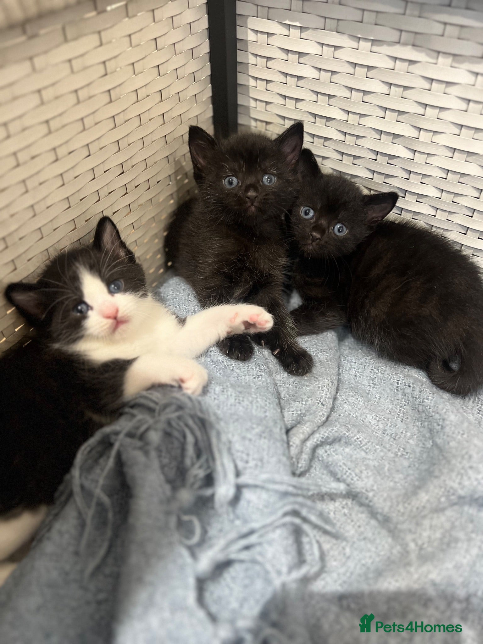 Mixed Breed cats 5 Gorgeous Kittens~Ready to be reserved  - Advert 10