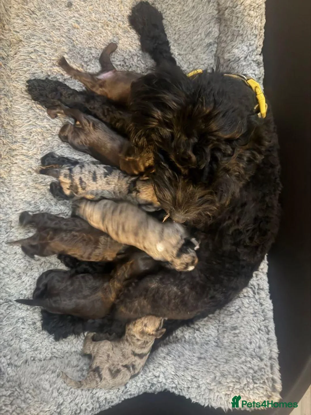 Cavapoo dogs for sale:  F1 Cavapoo Puppies – 2 Boys & 3 Girls Available  in Swansea - Advert 2