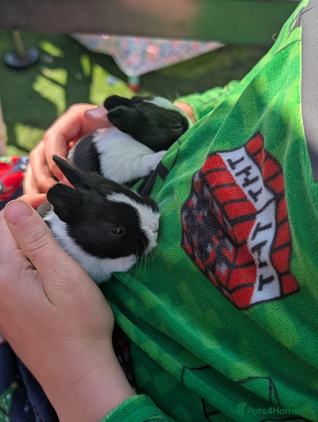 Mixed Breed rabbits for sale: 2 black and white rabbits in Gateshead - Advert 2