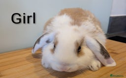 Mini Lop rabbits for sale: Lots of bunnies for sale  - Image 3