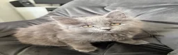 Mixed Breed cats for sale: Kitten  in Loughborough - Advert 2