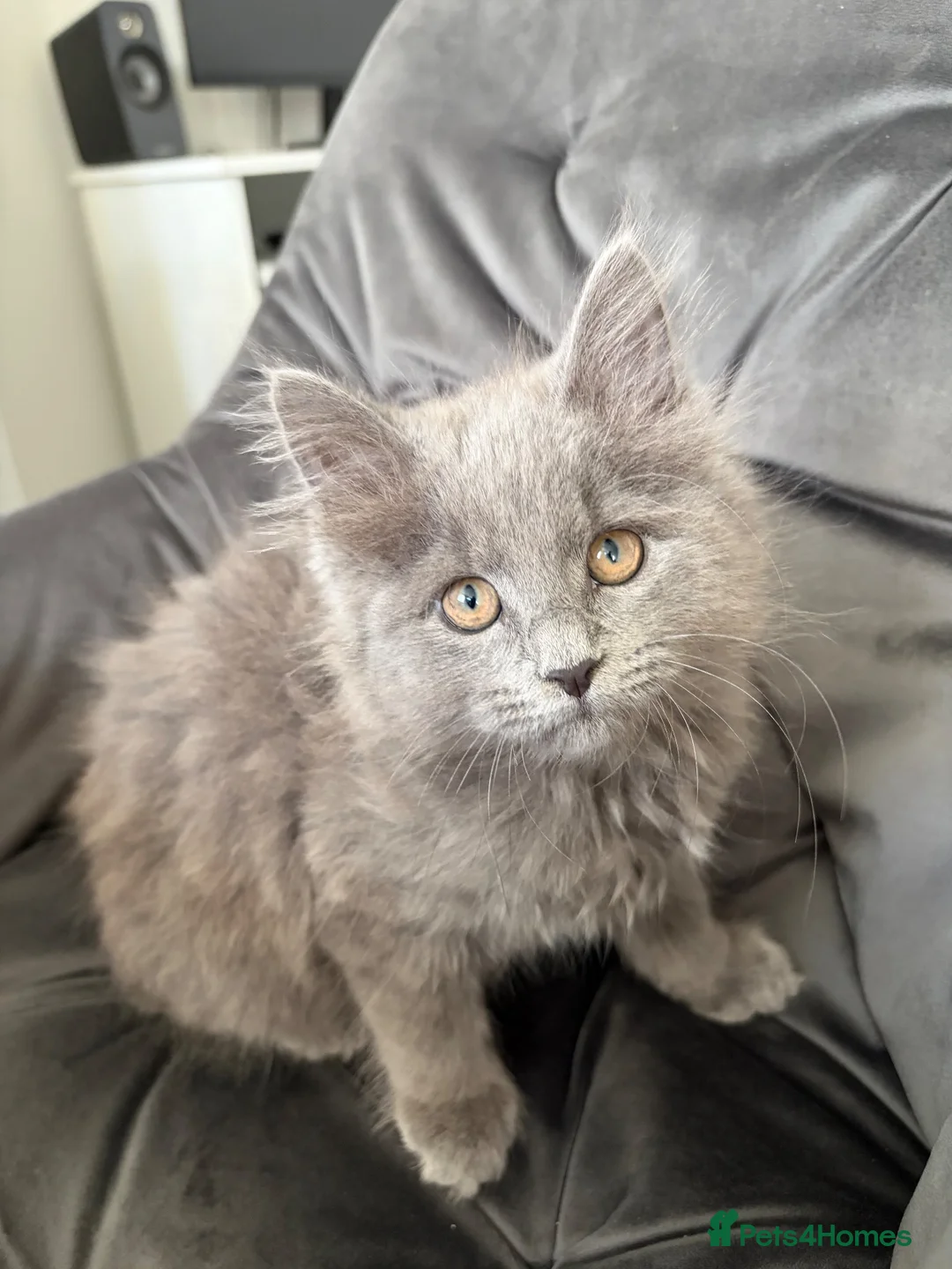 Mixed Breed cats for sale: Kitten  in Loughborough - Advert 2