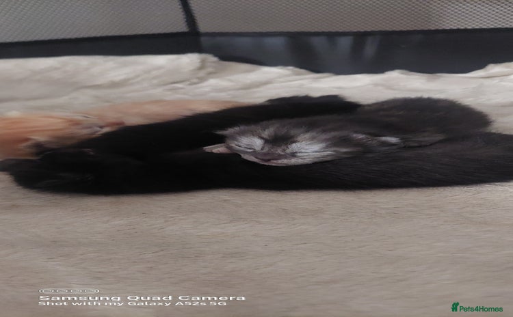 Mixed Breed cats - Advert 6