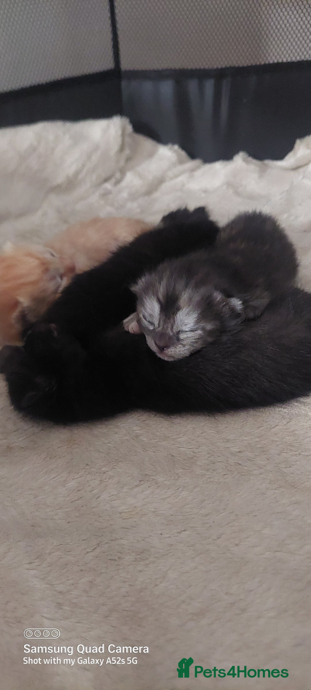 Mixed Breed cats for sale: Ragdoll X kittens - Image 1