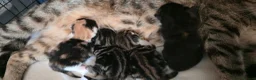 Domestic Shorthair cats for sale: 4 gorgeous kittens for sale in Burntwood - Advert 17