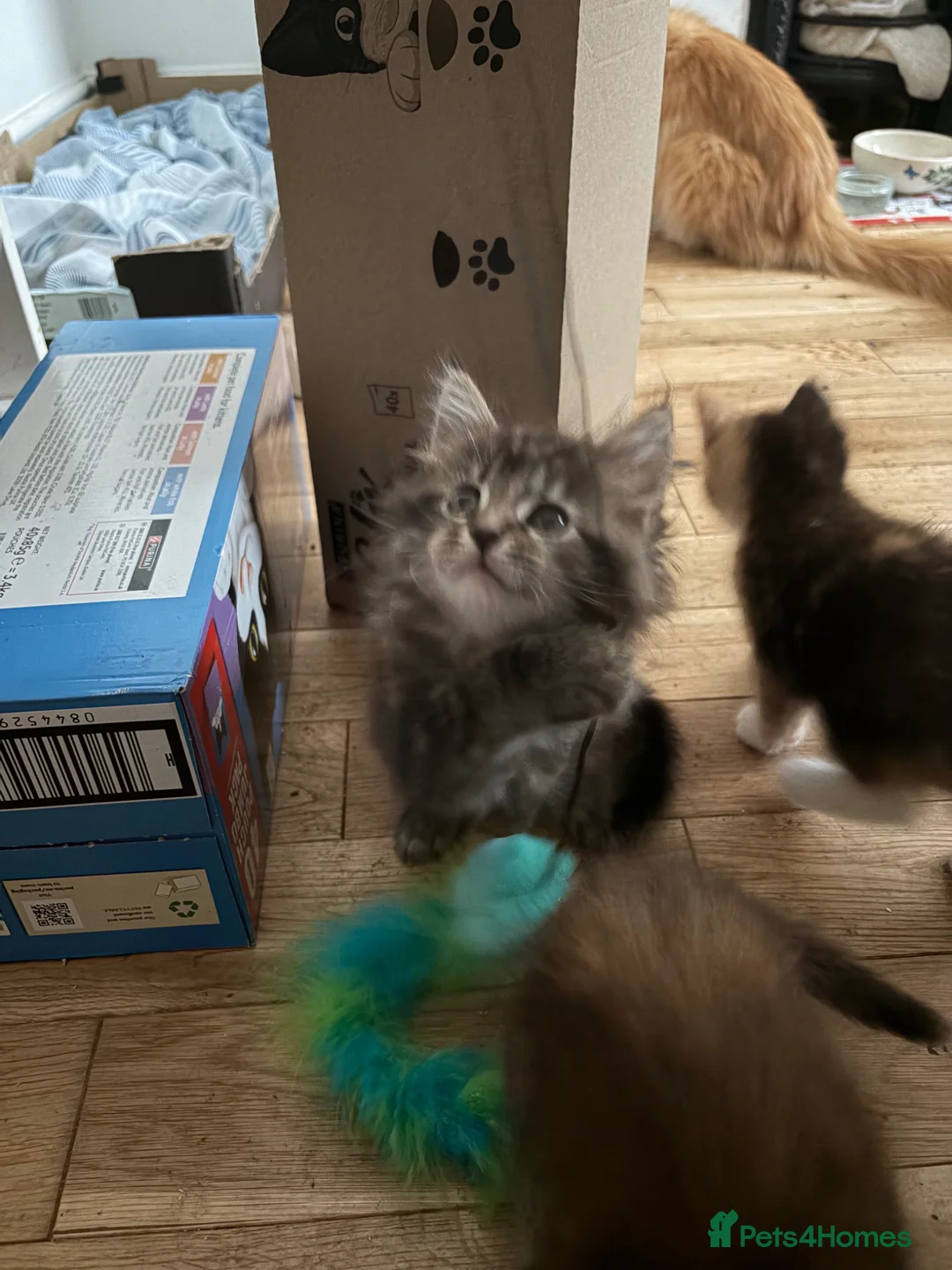 Maine Coon cats for sale: Maine Coon Cross - Advert 2