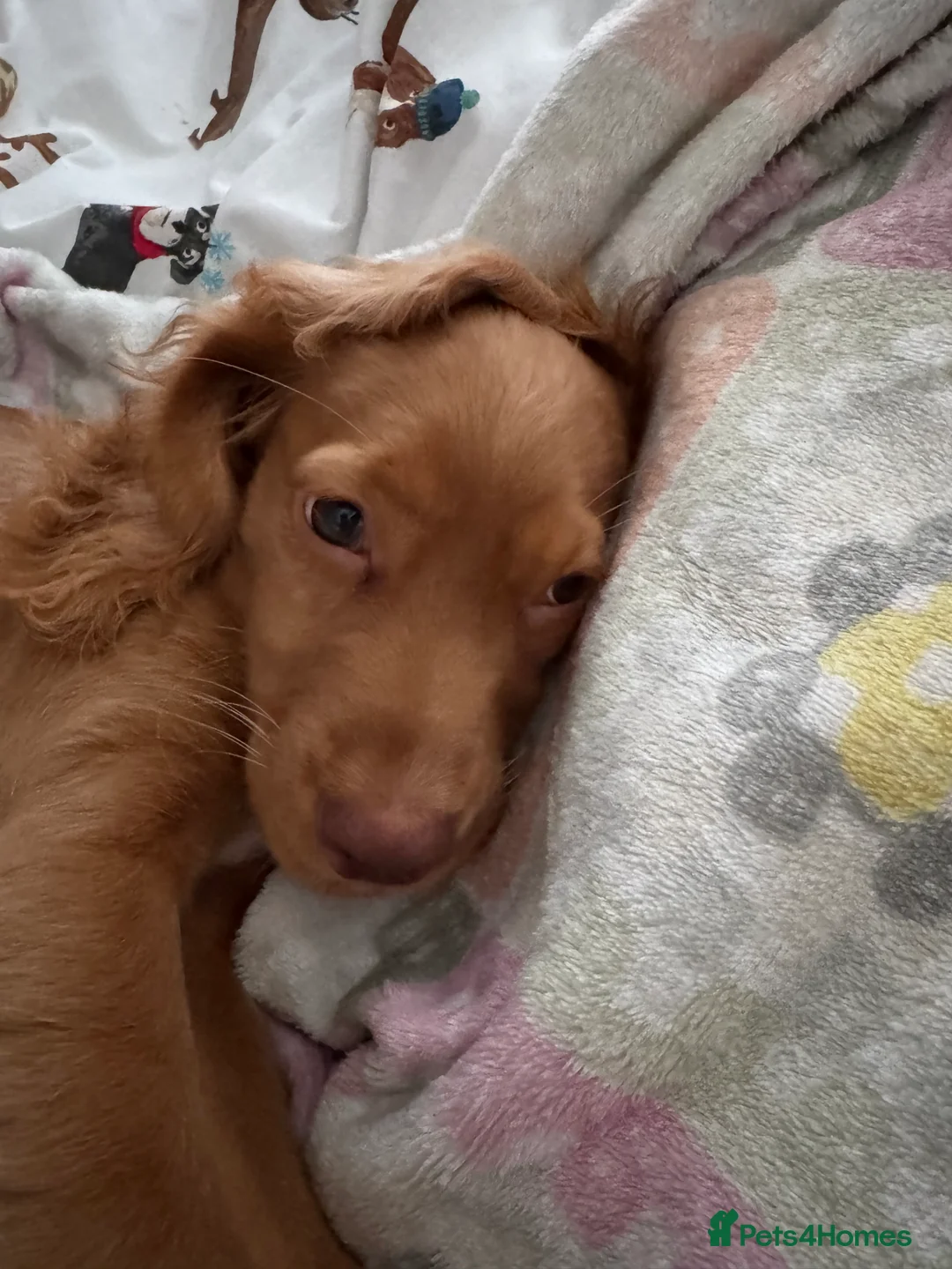 Cocker Spaniel dogs for sale: Beautiful 5 month old Cocker Spaniel Girl  - Advert 7