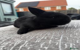 Mini Lop rabbits for sale: Mini Lop Babies ready to reserve - Image 8